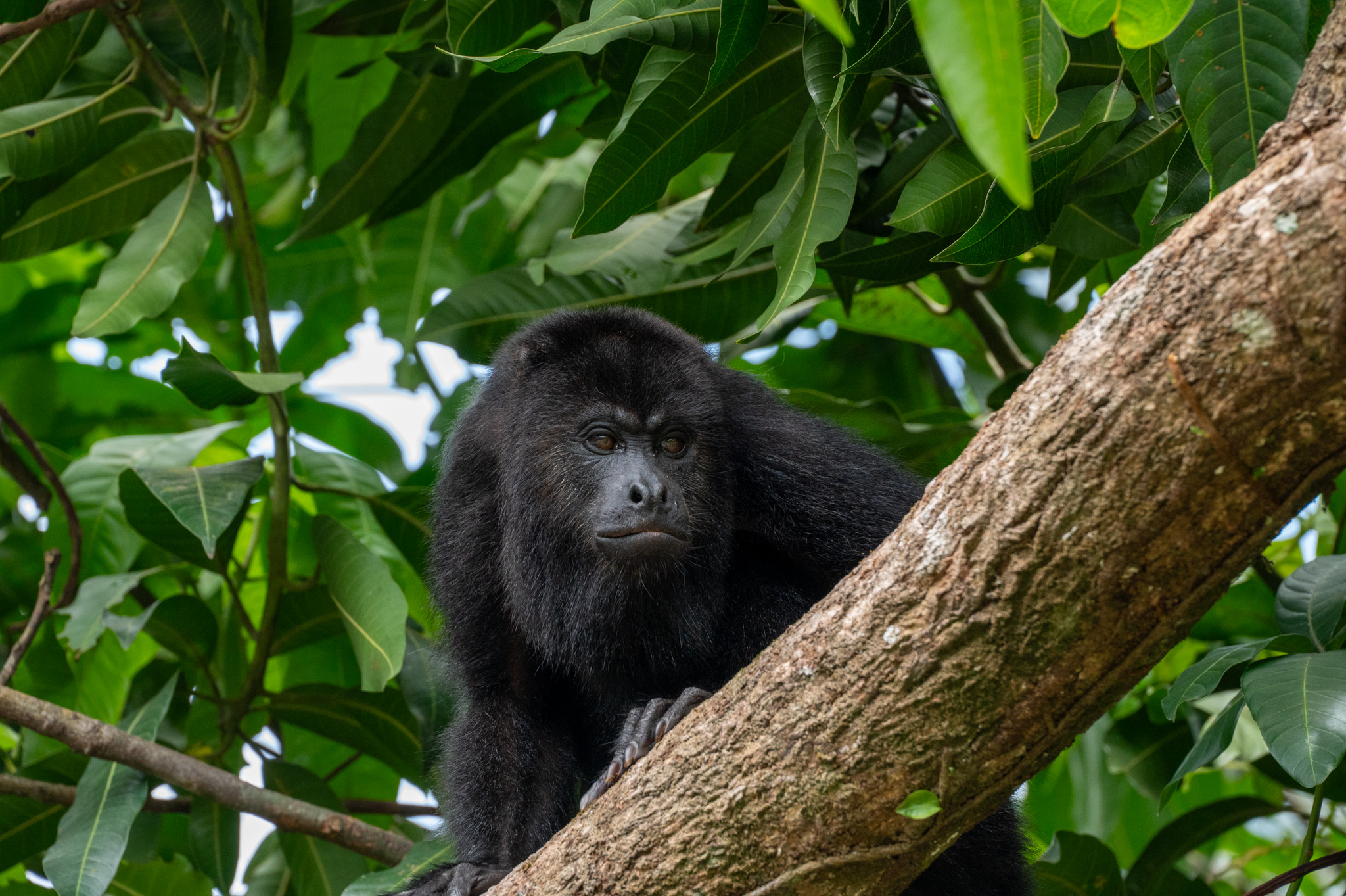 A photo of a yucatan black howler monkey in a tree in Belize at the Community Baboon Sanctuary