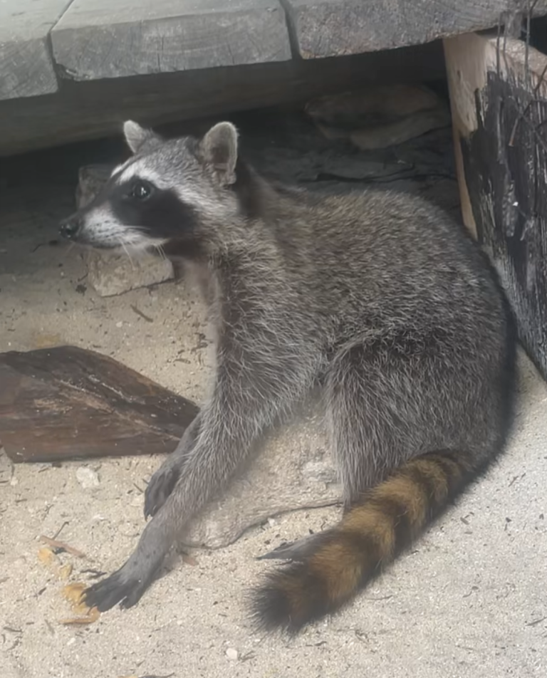 Cozumel Raccoons Nature Conscious Tourism Initiative Cozumel Raccoons Nature Conscious Tourism Initiative