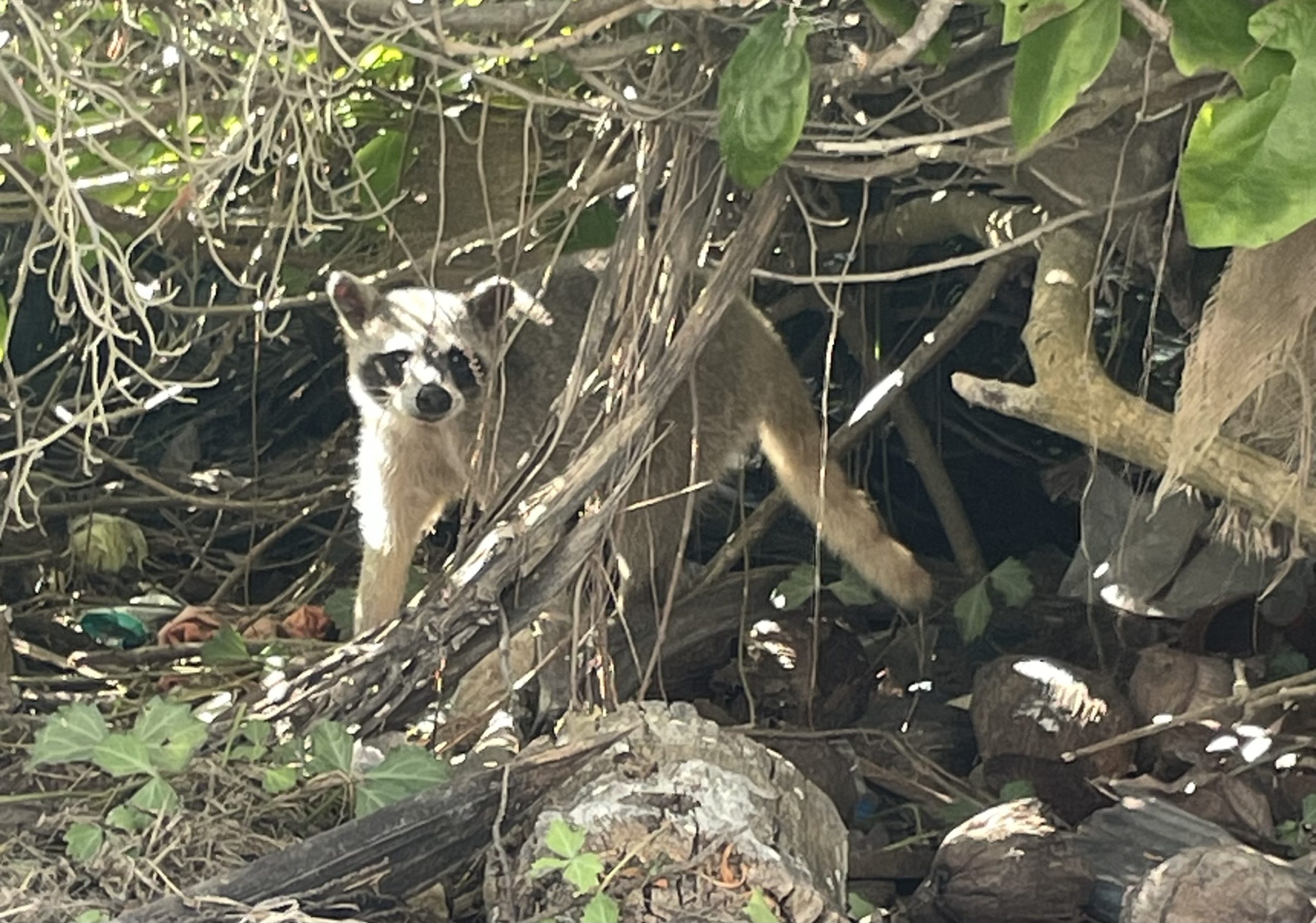 Cozumel Raccoons Nature Conscious Tourism Initiative Cozumel Raccoons Nature Conscious Tourism Initiative