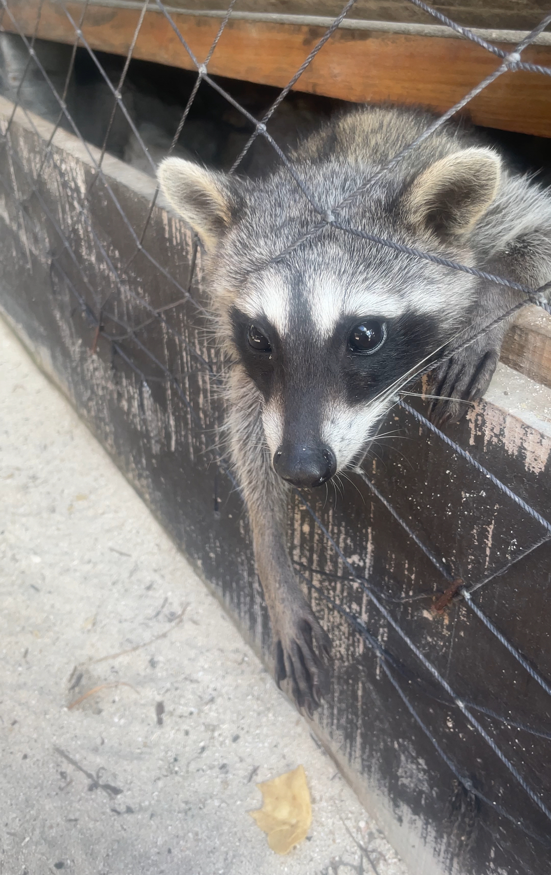 Cozumel Raccoons Nature Conscious Tourism Initiative Cozumel Raccoons Nature Conscious Tourism Initiative