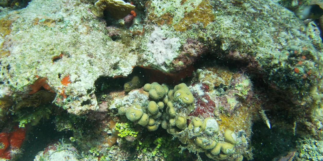 A photo of a spotted moray eel hiding in villa blanca reef, which is set to be destroyed by the MSC Foundation and MSC Cruises