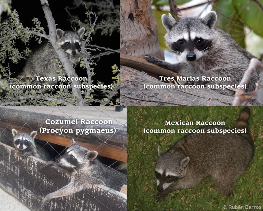 A photo collage of the types of raccoons found in mexico. There are photos of mexican raccoons are Cozumel raccoons (Procyon pygmaeus), Texas Raccoons (Procyon lotor fuscipes), Tres Marias raccoons (Procyon lotor insularis), and Mexican raccoons (Procyon lotor hernandezii).