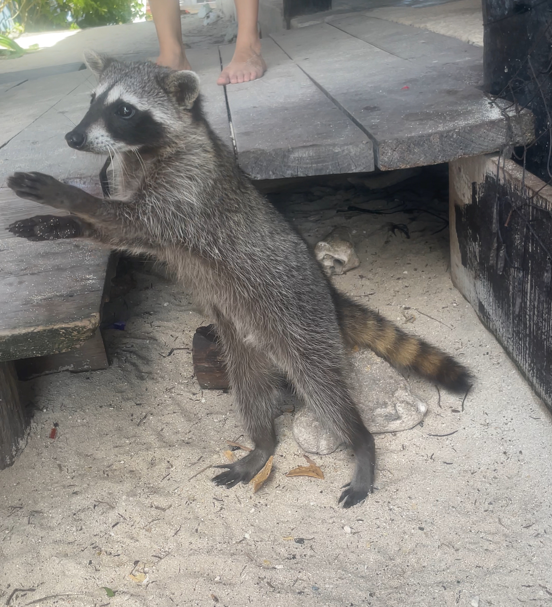 just-say-no-don-t-feed-raccoons-tortilla-chips