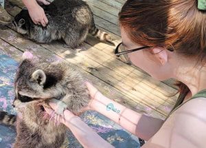 a woman holding a raccoon