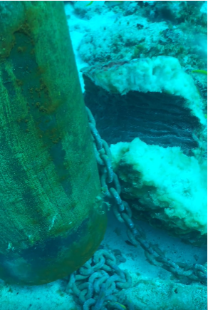 A photo of an over 100 year old sponge that was killed and split in half at Villa Blanca Reef in Cozumel, Mexico by one of the posts and chains from MSC Cruises' drilling platforms. MSC Foundation
