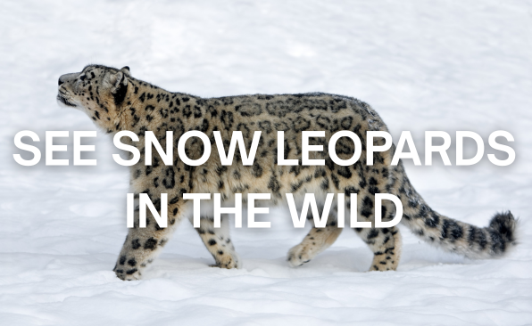 a photo of a snow leopard walking through snow with text that reads "see snow leopards in the wild."