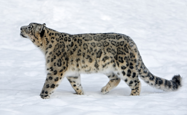 A photo of a snow leopard