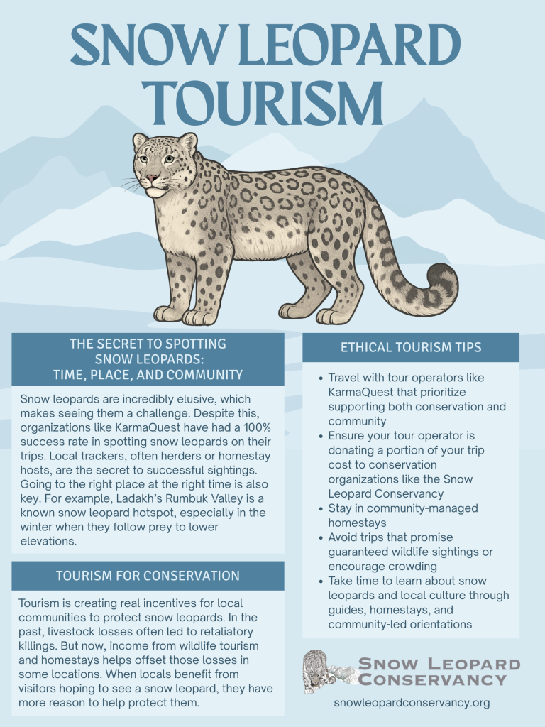 An illustrated infographic titled "Snow Leopard Tourism" features a large, detailed drawing of a snow leopard standing alert, with a backdrop of soft blue-toned Himalayan mountain silhouettes. The content is organized into three main boxes of text beneath the title: Left Box (Top) – Title: "THE SECRET TO SPOTTING SNOW LEOPARDS: TIME, PLACE, AND COMMUNITY" Text: “Snow leopards are incredibly elusive, which makes seeing them a challenge. Despite this, organizations like KarmaQuest have had a 100% success rate in spotting snow leopards on their trips. Local trackers, often herders or homestay hosts, are the secret to successful sightings. Going to the right place at the right time is also key. For example, Ladakh’s Rumbuk Valley is a known snow leopard hotspot, especially in the winter when they follow prey to lower elevations.” Left Box (Bottom) – Title: "TOURISM FOR CONSERVATION" Text: “Tourism is creating real incentives for local communities to protect snow leopards. In the past, livestock losses often led to retaliatory killings. But now, income from wildlife tourism and homestays helps offset those losses in some locations. When locals benefit from visitors hoping to see a snow leopard, they have more reason to help protect them.” Right Box – Title: "ETHICAL TOURISM TIPS" Bulleted list: Travel with tour operators like KarmaQuest that prioritize supporting both conservation and community Ensure your tour operator is donating a portion of your trip cost to conservation organizations like the Snow Leopard Conservancy Stay in community-managed homestays Avoid trips that promise guaranteed wildlife sightings or encourage crowding Take time to learn about snow leopards and local culture through guides, homestays, and community-led orientations Bottom Right Corner: Includes the Snow Leopard Conservancy logo with a carved snow leopard head icon, and the website: snowleopardconservancy.org The color palette is natural and cool, with blue-gray tones and earth shades, reinforcing the mountain habitat theme. The layout is clean, with legible fonts and icons supporting a conservation-focused message.