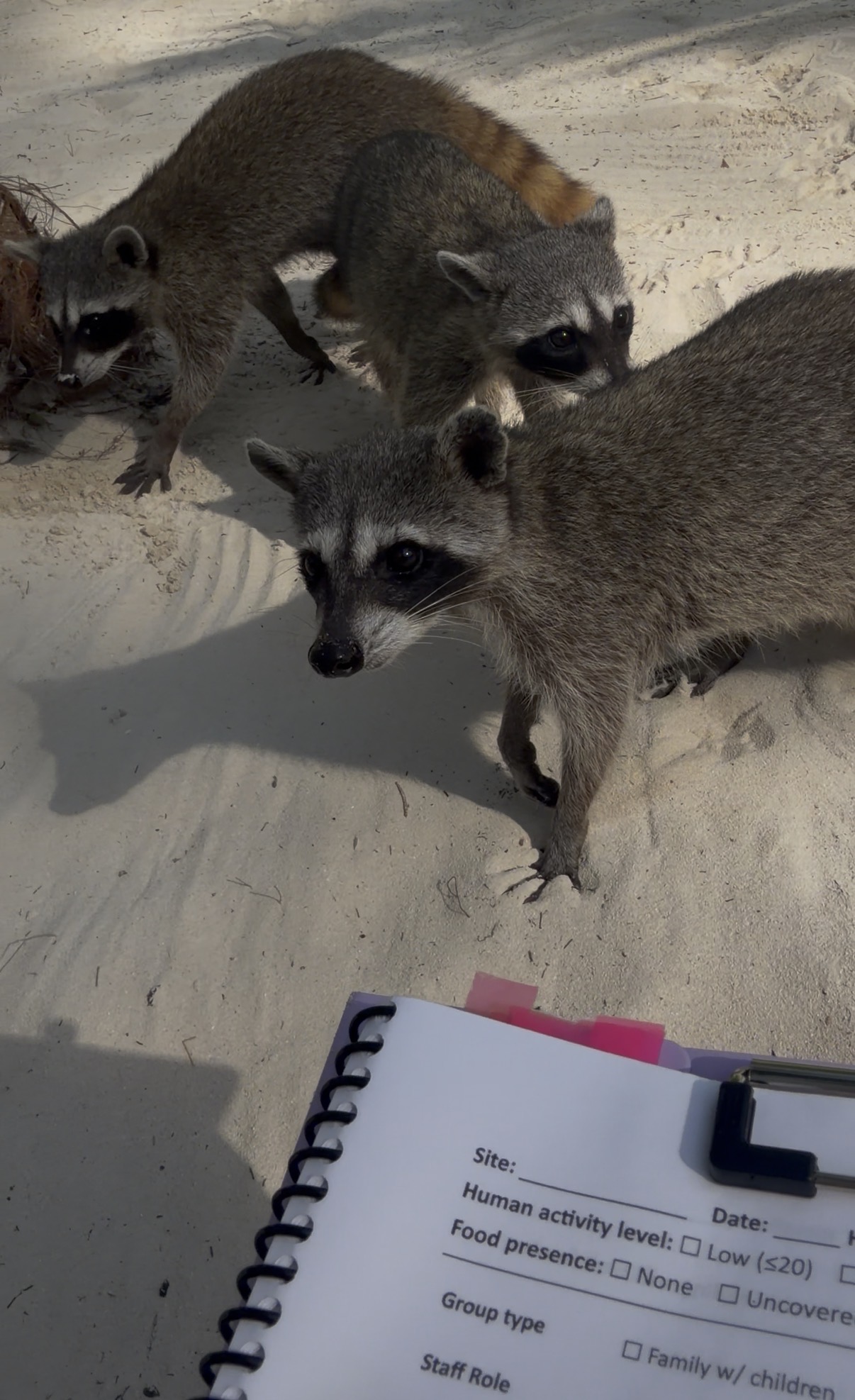 A photo of three critically endangered pygmy raccoons on a beach approaching a scientist's clipboard