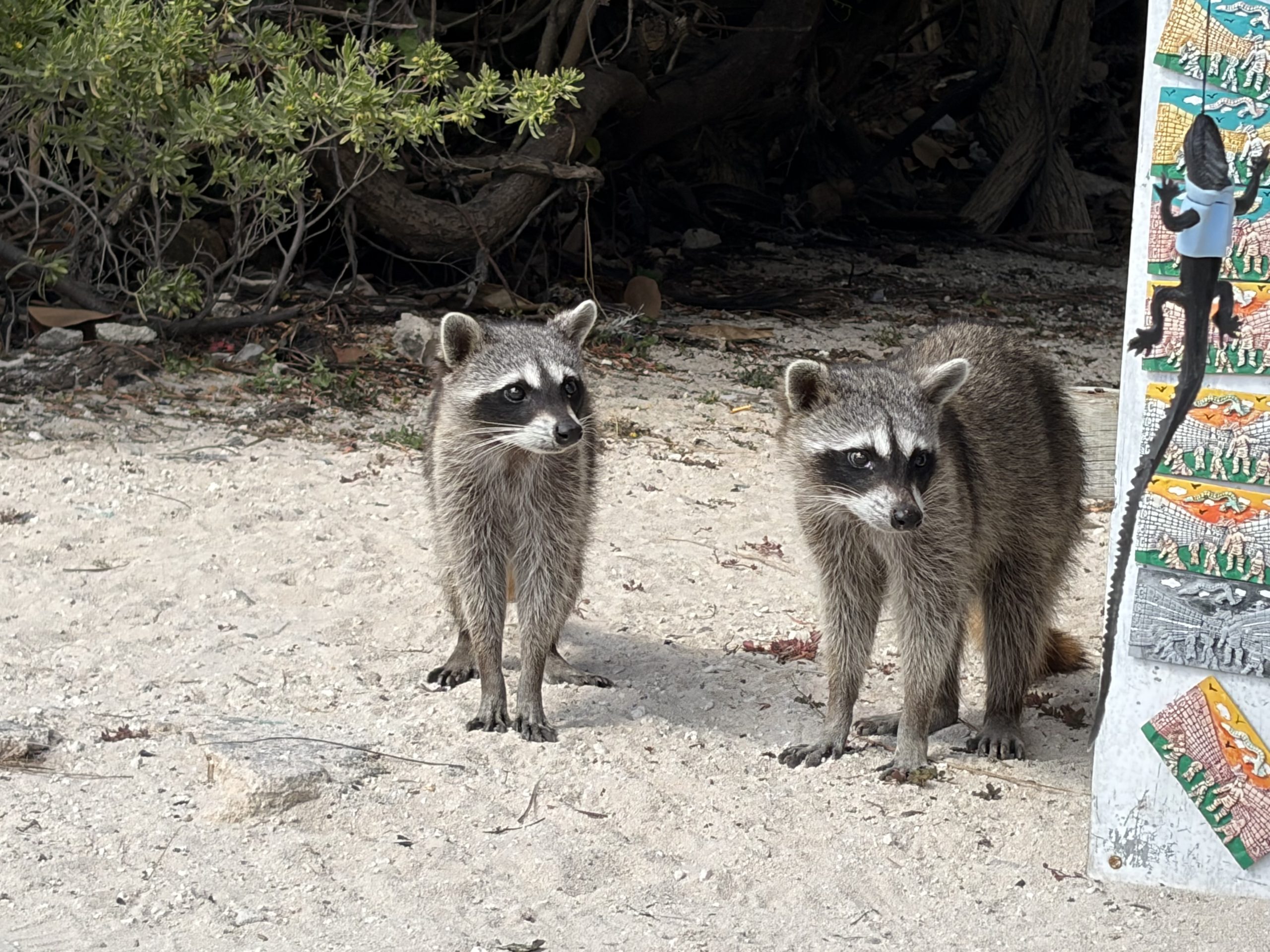 A photo of two juvenile pygmy raccoons at a beach in Cozumel. They are standing on sand, looking to the right at a magnet display and toy iguana at a gift shop